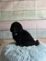 Pepper, a male Maltipoo for sale in Ripley, MS – 9 of 10