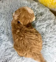 Otis, a male Miniature Goldendoodle for sale in Ripley, MS – 6 of 10