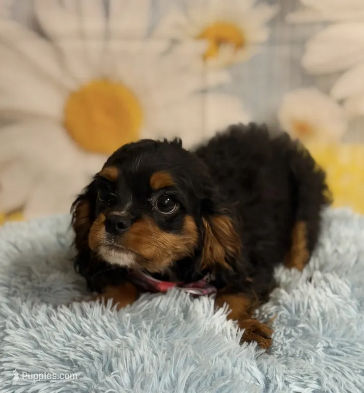 Bentley  – Cavapoo puppy for sale in Ripley, MS
