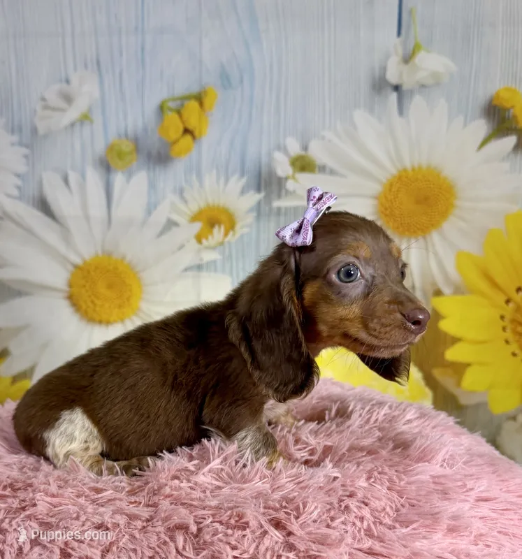 Mocha – Miniature Dachshund puppy for sale in Ripley, MS