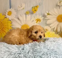 Jack , a male Miniature Goldendoodle for sale in Ripley, MS – 6 of 10