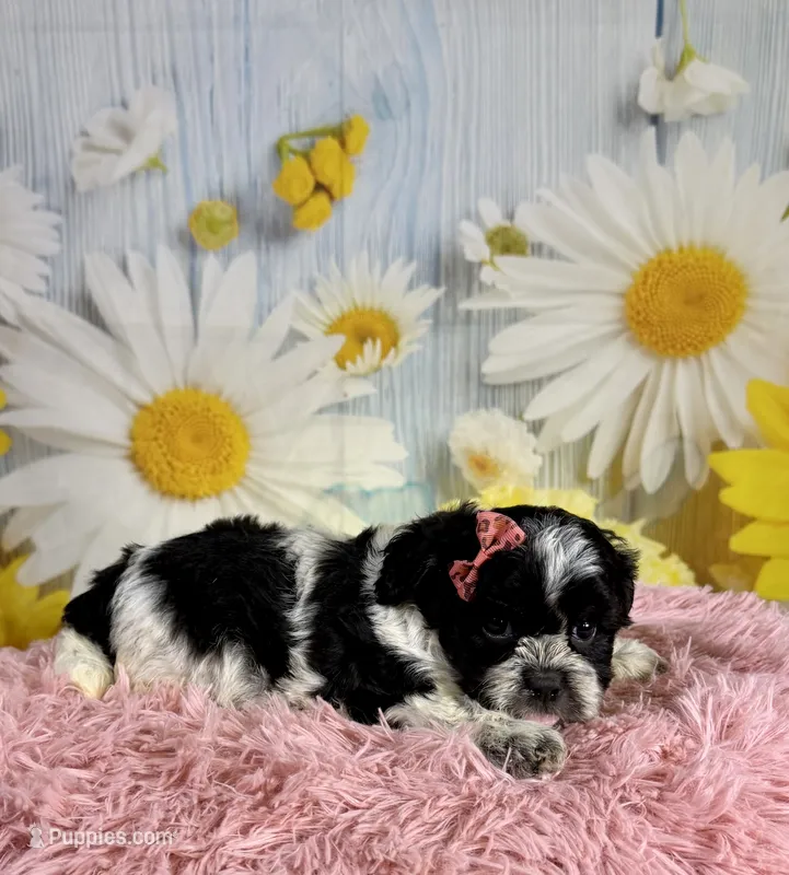 Raya – Shihpoo puppy for sale in Ripley, MS