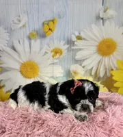 Raya, a female Shihpoo for sale in Ripley, MS – 1 of 10