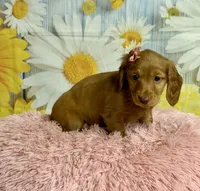 Ivy, a female Miniature Dachshund for sale in Ripley, MS – 5 of 10