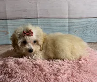 Winnie, a female Poodle - Toy  for sale in Ripley, MS – 6 of 7