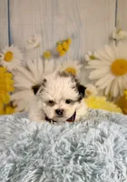 Charles, a male Shihpoo for sale in Ripley, MS – 5 of 8