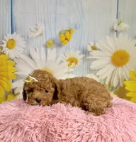 Rosie, a female Poodle - Miniature  for sale in Ripley, MS – 6 of 10