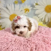 Bonnie, a female Miniature Goldendoodle for sale in Ripley, MS – 2 of 10