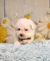 Archie , a male Poodle - Toy  and Poodle - Miniature  for sale in Ripley, MS – 2 of 10