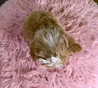 Hattie, a female Poochon for sale in Ripley, MS – 7 of 8