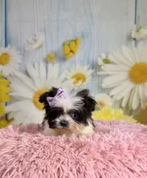 Dot, a female Pekingese and Shih Tzu for sale in Ripley, MS – 4 of 8