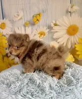 Jasper, a male Pomeranian for sale in Ripley, MS – 7 of 10