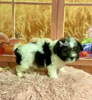 Lulu, a female Maltipoo for sale in Ripley, MS – 8 of 10
