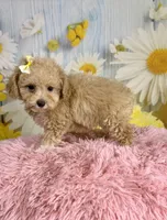 Honey , a female Poodle - Toy  for sale in Ripley, MS – 2 of 10