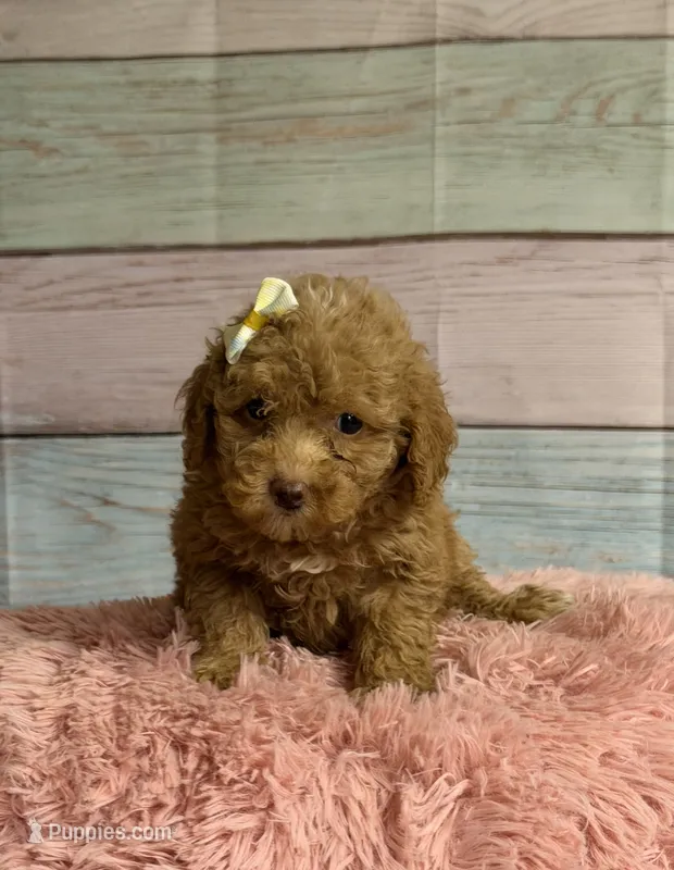 Darla – Poodle - Toy  puppy for sale in Ripley, MS