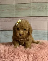 Darla, a female Poodle - Toy  for sale in Ripley, MS – 1 of 4