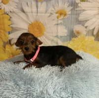 JayJay, a male Yorkipoo for sale in Ripley, MS – 3 of 3