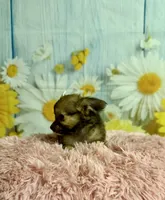     Fern, a female Chihuahua for sale in Ripley, MS – 8 of 9
