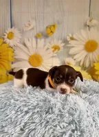 Jack, a male Jack Russell Terrier for sale in Ripley, MS – 7 of 8