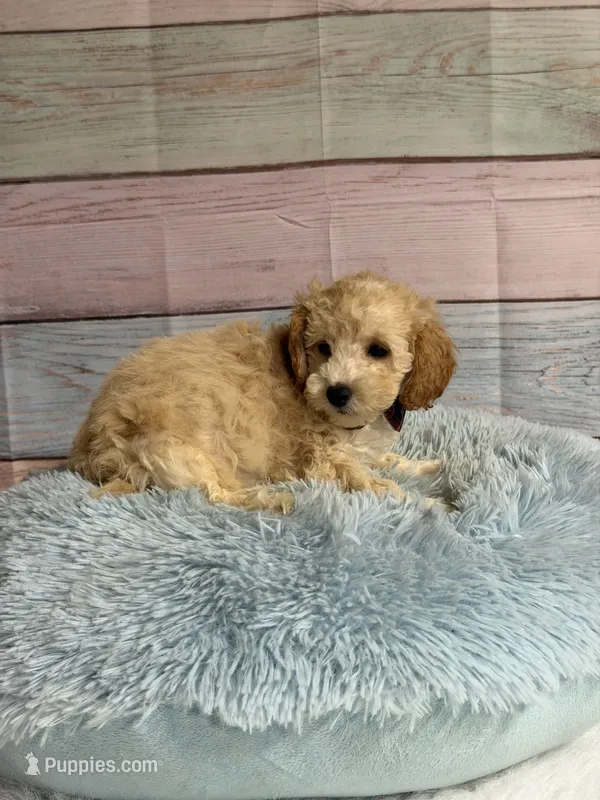 Rudy – Miniature Goldendoodle puppy for sale in Ripley, MS