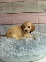 Rudy, a male Miniature Goldendoodle for sale in Ripley, MS – 1 of 4