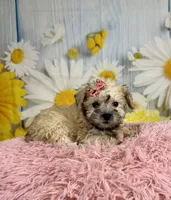 Nova, a female Miniature Schnauzer for sale in Ripley, MS – 3 of 10