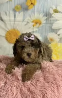 Rain, a female Poodle - Toy  for sale in Ripley, MS – 4 of 9