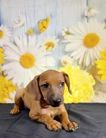 Gus, a male Chihuahua and Miniature Dachshund for sale in Ripley, MS – 2 of 7