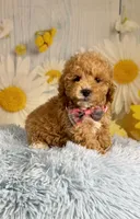 Leo, a male Miniature Goldendoodle for sale in Ripley, MS – 4 of 10