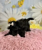Minnie, a female Morkie for sale in Ripley, MS – 10 of 10
