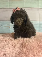 Jill, a female Poodle - Toy  for sale in Ripley, MS – 5 of 10