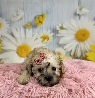 Nova, a female Miniature Schnauzer for sale in Ripley, MS – 6 of 10