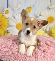 Jellybean , a female Pembroke Welsh Corgi for sale in Ripley, MS – 4 of 10