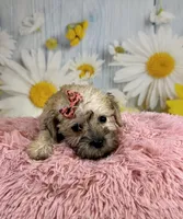 Nova, a female Miniature Schnauzer for sale in Ripley, MS – 10 of 10