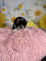Ellie, a female Poodle - Toy  for sale in Ripley, MS – 7 of 10