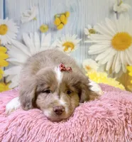 Hannah, a female Miniature Australian Shepherd for sale in Ripley, MS – 6 of 8