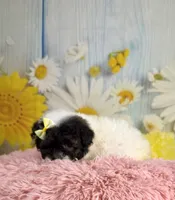Fancy, a female Poodle - Toy  and Poodle - Miniature  for sale in Ripley, MS – 2 of 9