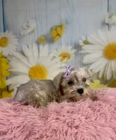 Shiloh , a female Miniature Schnauzer for sale in Ripley, MS – 7 of 8