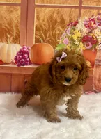 Pearl, a female Cavapoo for sale in Ripley, MS – 5 of 7