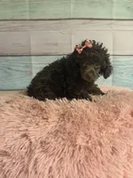 Jill, a female Poodle - Toy  for sale in Ripley, MS – 3 of 10