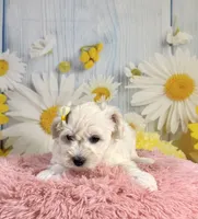 Shiloh , a female Miniature Schnauzer for sale in Ripley, MS – 3 of 10