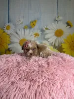 Emma, a female Poochon for sale in Ripley, MS – 3 of 8