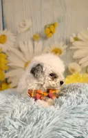 Theo, a male Poodle - Toy  and Poodle - Miniature  for sale in Ripley, MS – 7 of 8