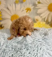 Enzo, a male Poochon for sale in Ripley, MS – 5 of 6
