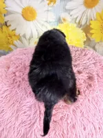 Dolly, a female Aussiedoodle for sale in Ripley, MS – 3 of 10