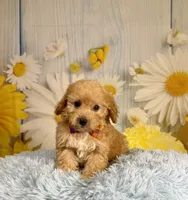 Jack , a male Miniature Goldendoodle for sale in Ripley, MS – 8 of 10