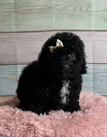 Star, a female Poodle - Toy  for sale in Ripley, MS – 2 of 4