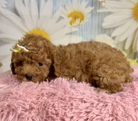 Rosie, a female Poodle - Miniature  for sale in Ripley, MS – 3 of 10