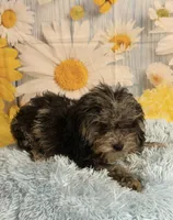 Jack, a male Cavapoo for sale in Ripley, MS – 6 of 6