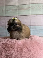 Brownie, a female Shih Tzu for sale in Ripley, MS – 4 of 6